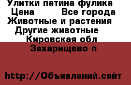 Улитки патина фулика › Цена ­ 10 - Все города Животные и растения » Другие животные   . Кировская обл.,Захарищево п.